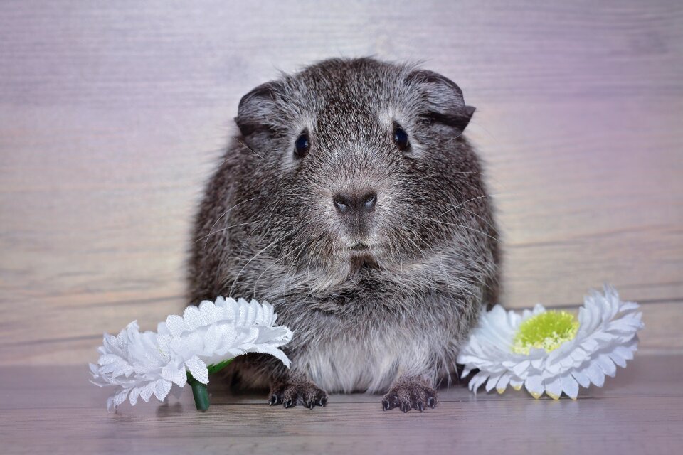 Silver agouti small
