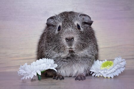 Silver agouti small