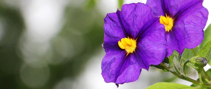Potato tree flower flower nature