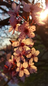 Light spring cherry blossom photo