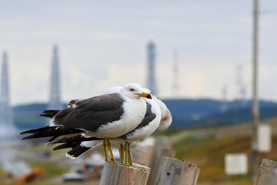 Seabird sea gull seagull