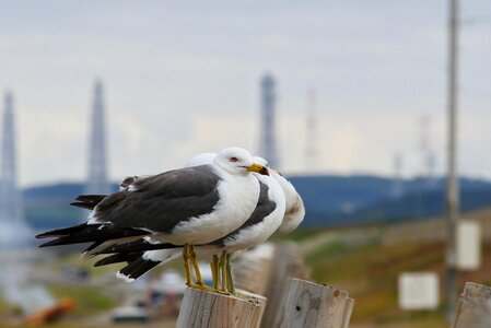 Seabird sea gull seagull