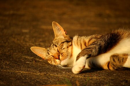 Tiger cat domestic cat mieze