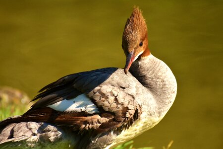 Duck males drake