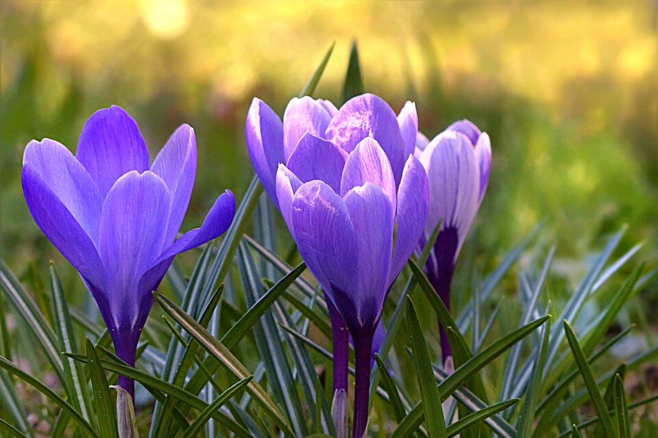 Violet spring flowers photo