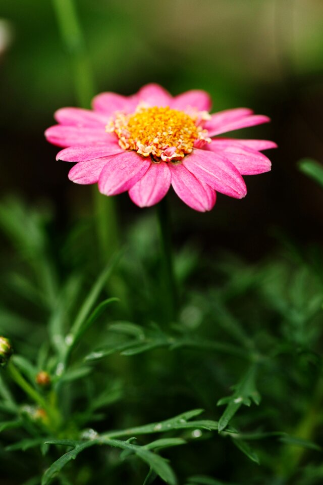 Garden pink blossom photo