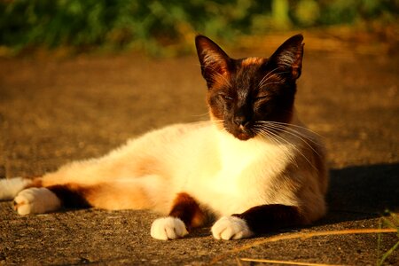 Breed cat cat portrait siam