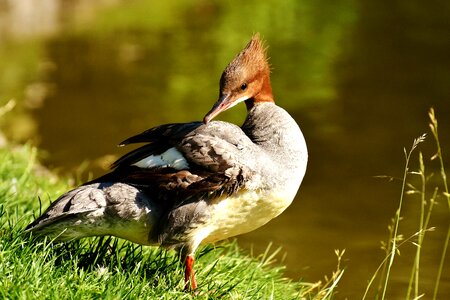 Duck males drake