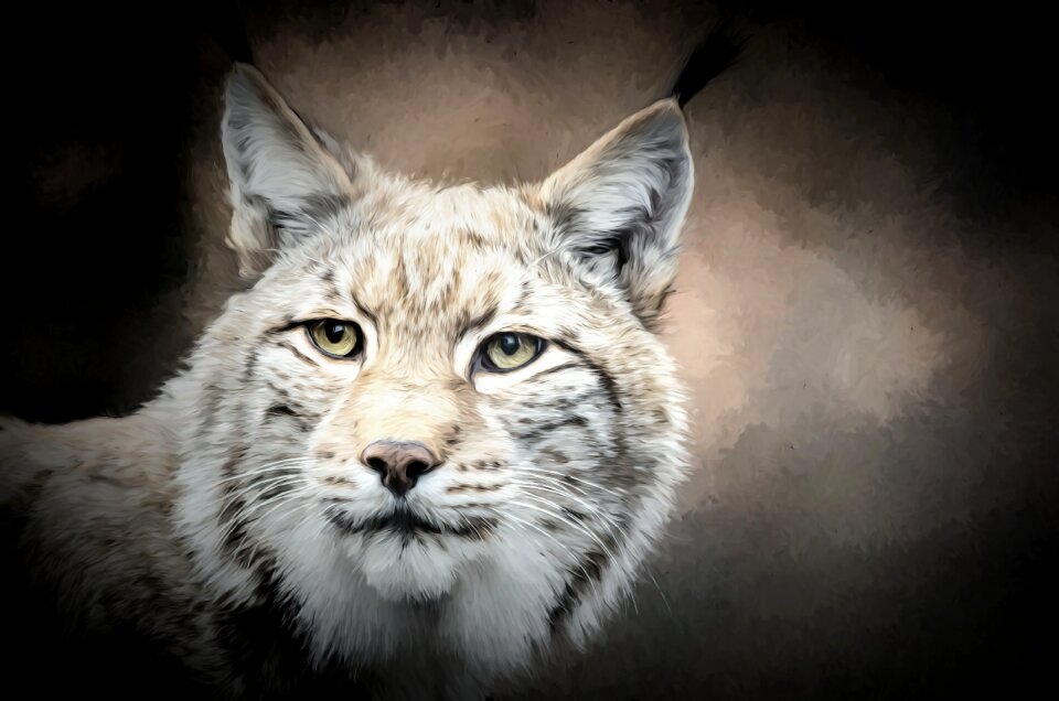 Predator wildcat mammal