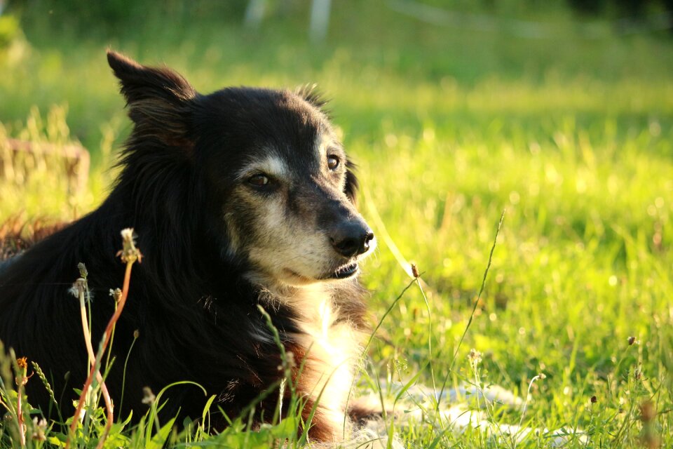 Herding dog british sheepdog collie