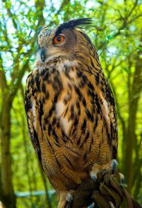 Raptor nature forest photo