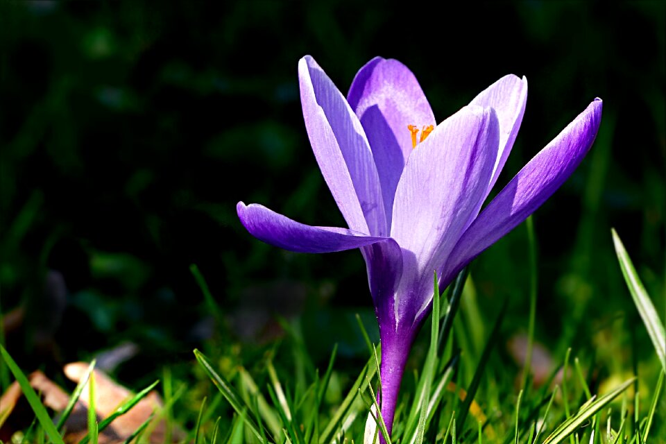Flower violet spring