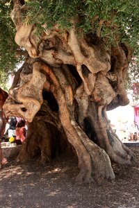Plant olea europaea nature