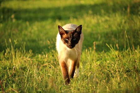 Siamese breed cat kitten photo