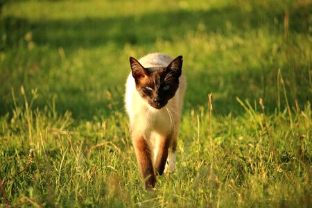 Siamese breed cat kitten