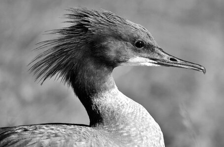 Duck males drake
