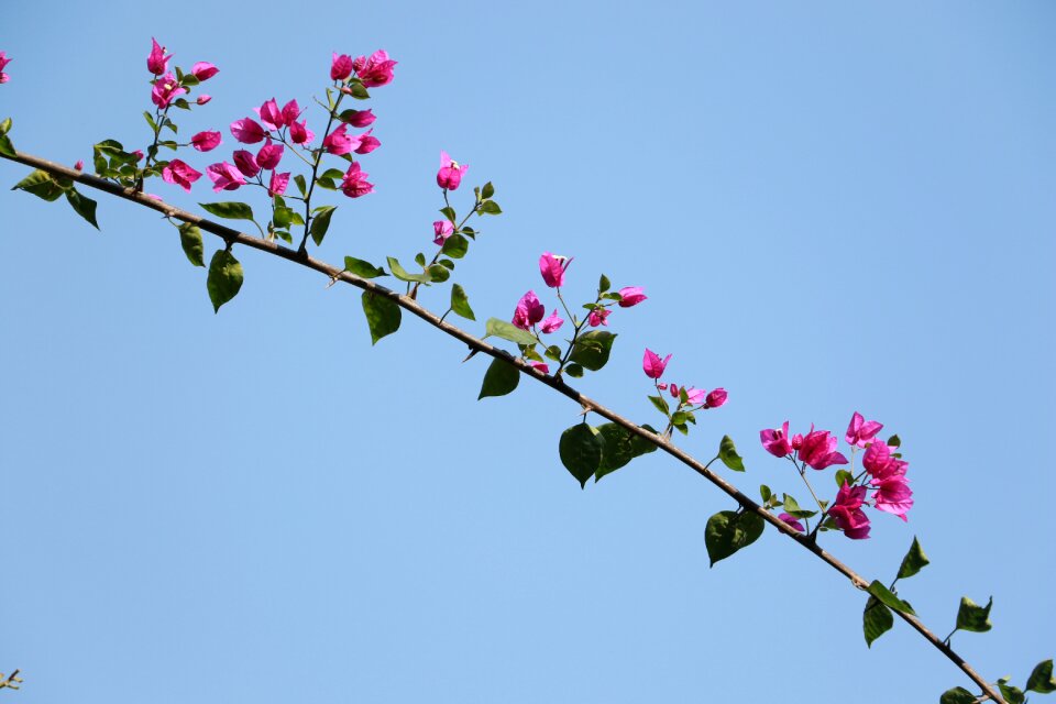 Bougainvillea blue sky winter