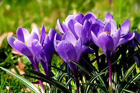 Crocus violet spring