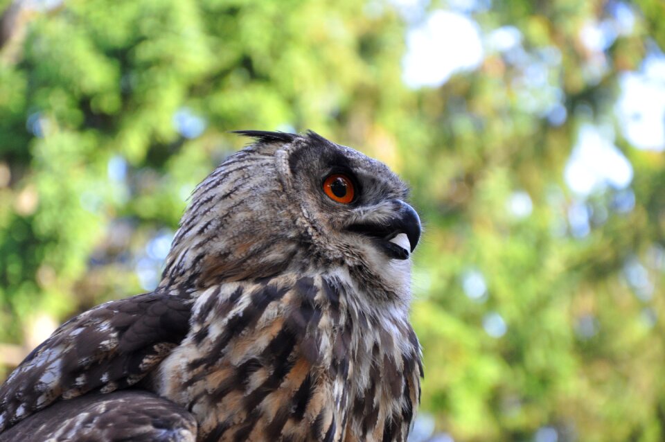 Feather bird of prey animal