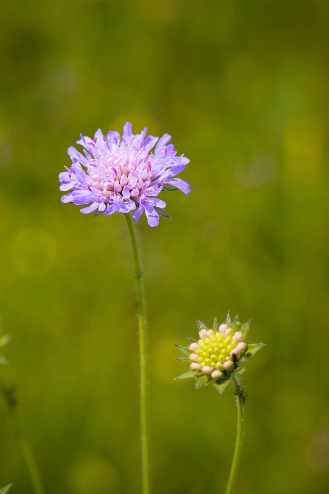 Flower violet purple