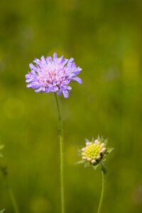 Flower violet purple