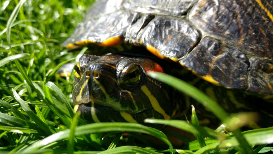 Red-eared slider turtle water turtle reptile