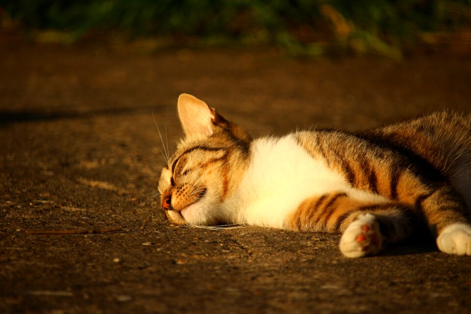 Domestic cat tiger cat mieze