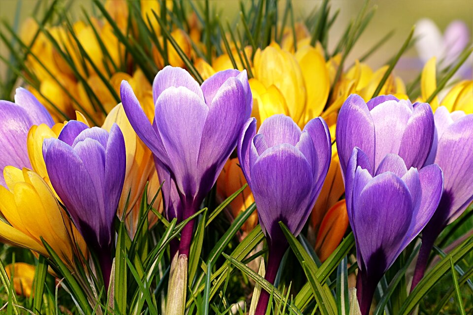 Violet yellow spring