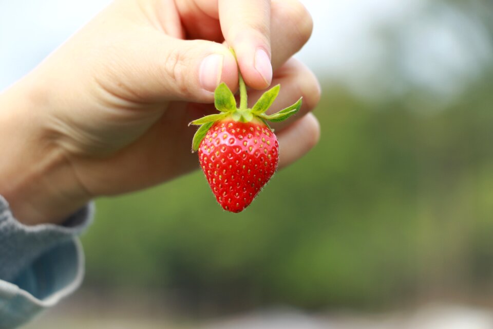 Strawberry red gourmet