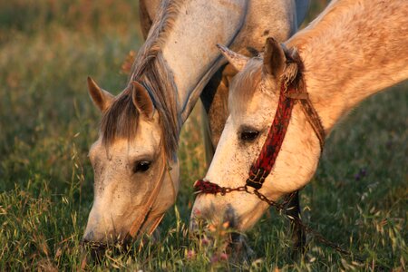 Nature animal white horse