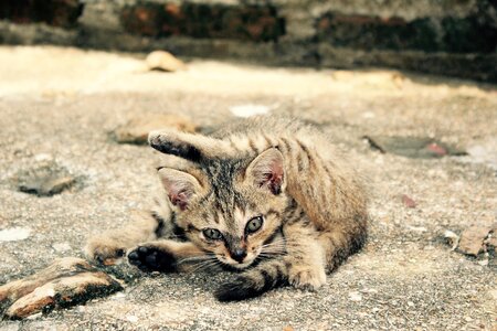 Cute pet domestic cat