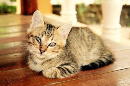 Cute pet domestic cat