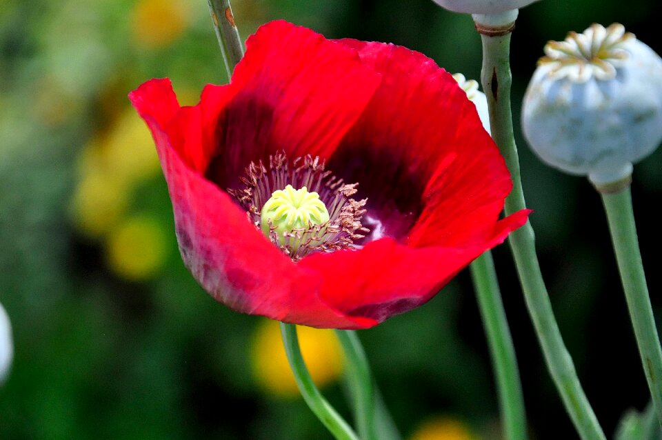 Flower garden field