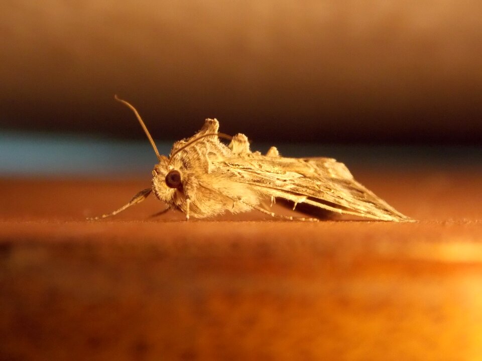 Fly wildlife bug