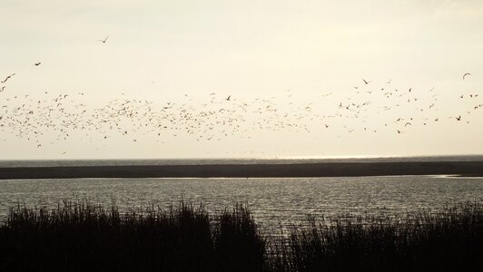 Birds nature landscape