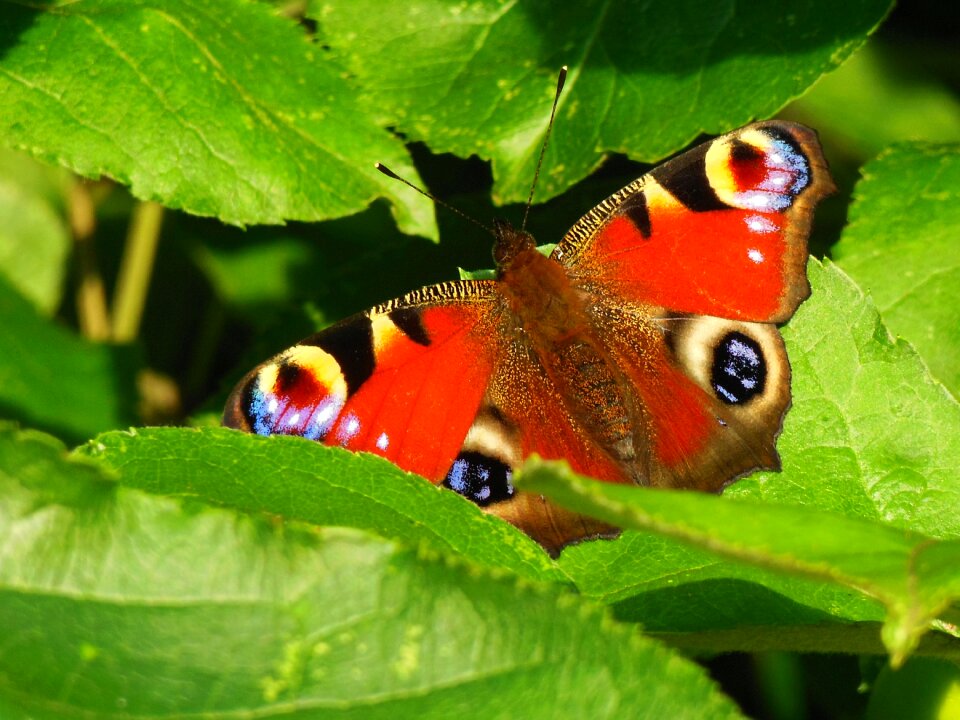 Bug nature fauna papillon