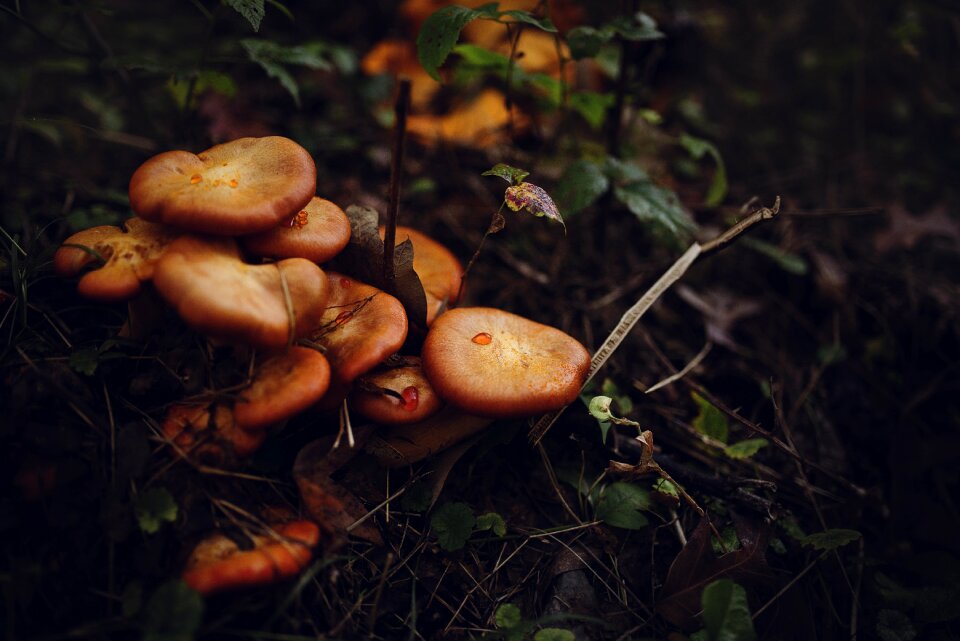 Fungi mushrooms plants