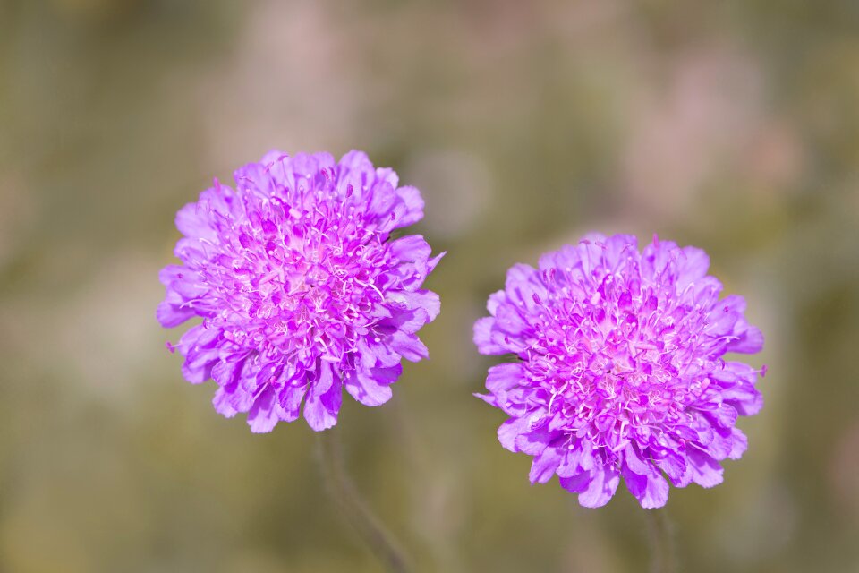Flower violet purple