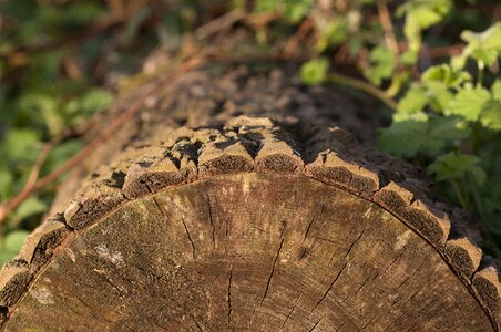 Forest wood tree ring photo