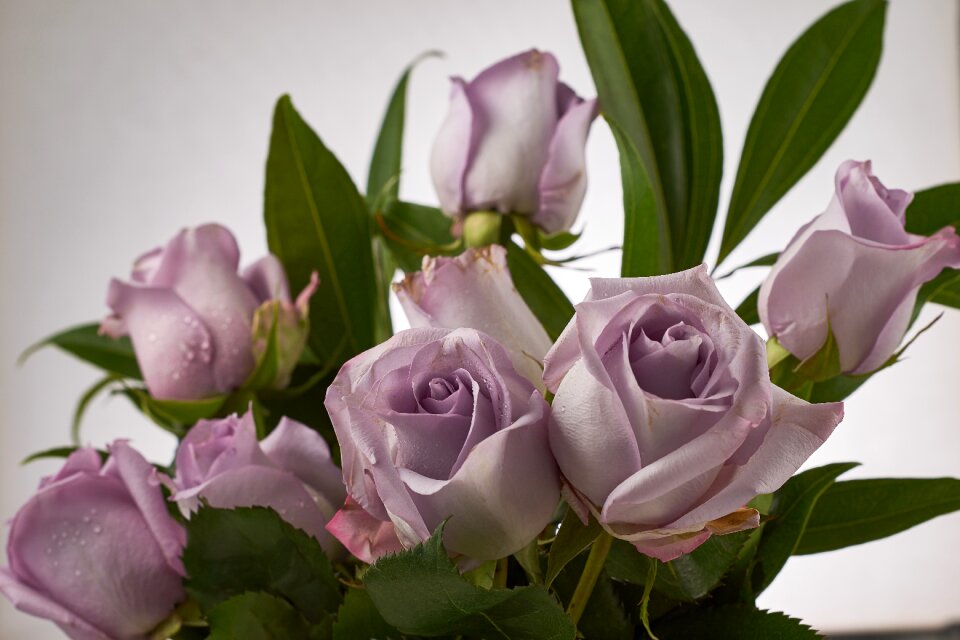 Flower blossom purple