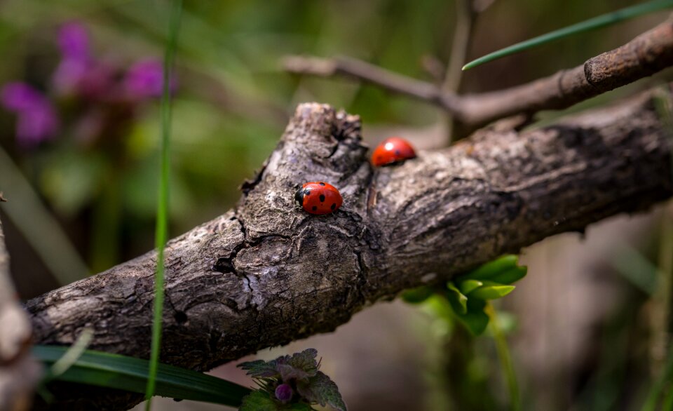 Macro nature spring