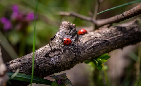 Macro nature spring