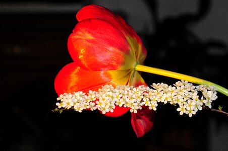 Spring flower early bloomer