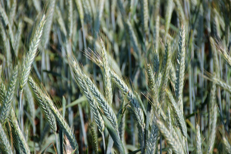 Cornfield food grain