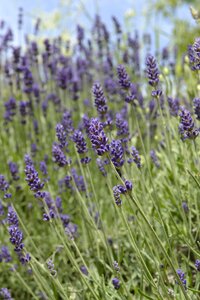 Blue lavender flowers lavender blue sky photo