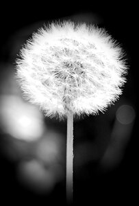 Flower black and white pointed flower