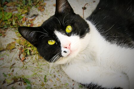 Cat eye animal kitten