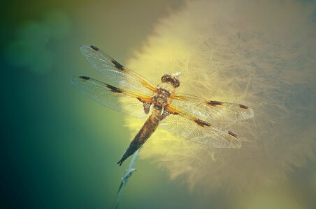 Insect transparent wing