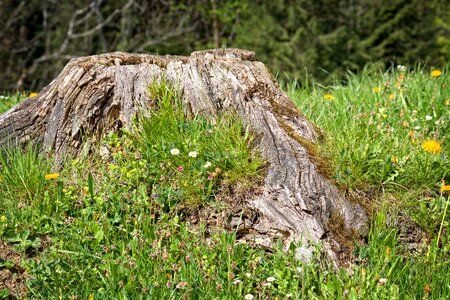 Morsch weathered nature