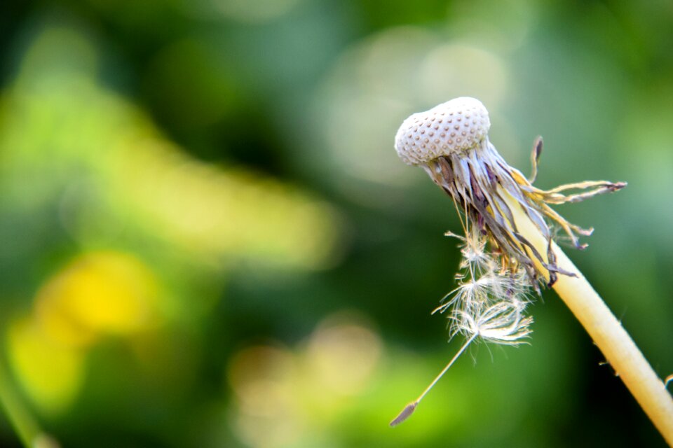Nature flower fluff